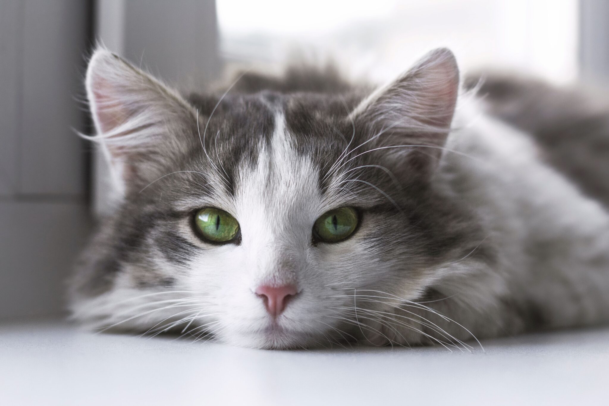 Gekippte Fenster sind eine enorme Gefahr für Katzen