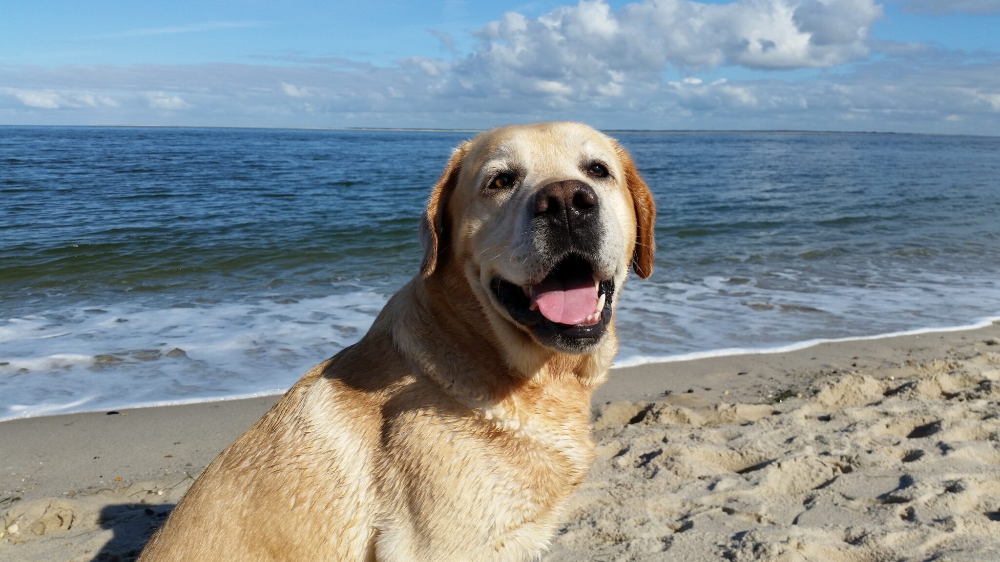 Kollagen ist auch für Hundegelenke wichtig Gesund24h Magazin