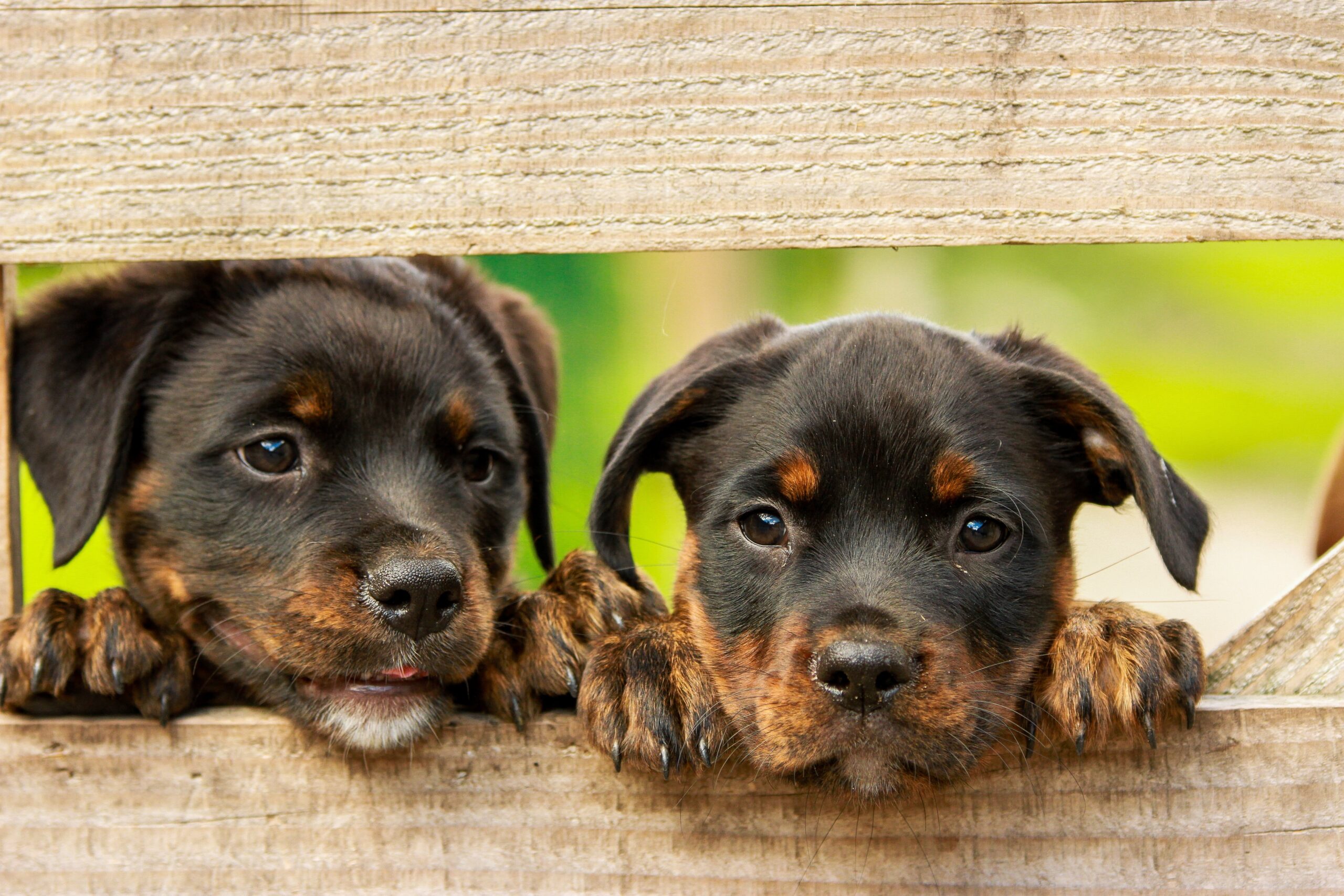 Auslandshunde Sind Hunde aus dem Ausland gefährlich oder besonders