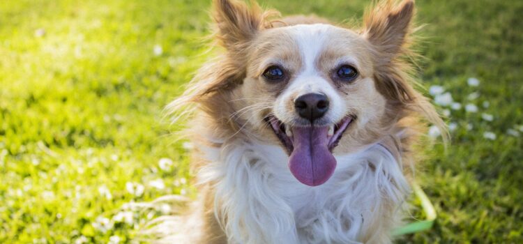 Flöhe, die dem Hund das Leben schwer machen!