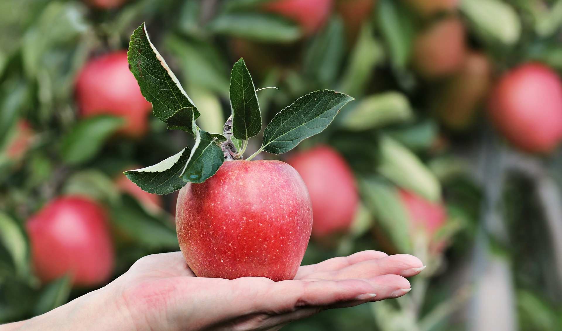 apfel-gesund